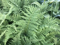Athyrium distentifolium