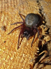Callobius severus