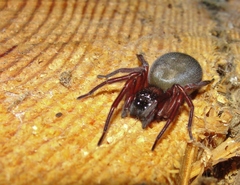 Callobius severus