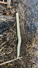 Pachyiulus krivolutskyi