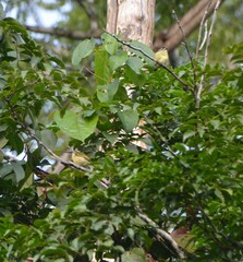 Pogoniulus bilineatus