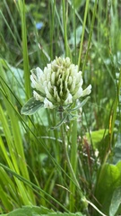Trifolium ochroleucon