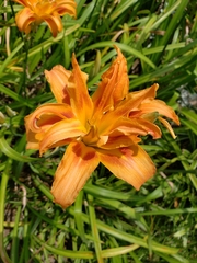 Hemerocallis fulva