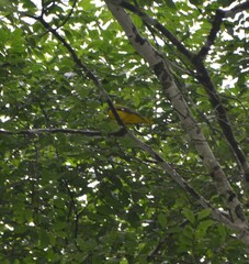 Oriolus brachyrynchus