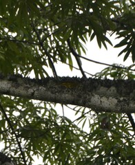 Calyptocichla serinus