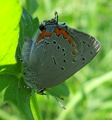 Satyrium acadica