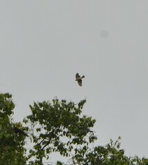 Accipiter erythropus