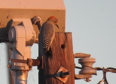 Melanerpes aurifrons