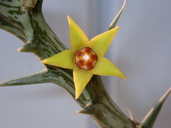 Orbea gemugofana