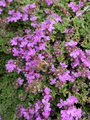 Apis mellifera