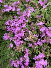 Apis mellifera