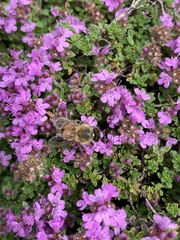 Apis mellifera