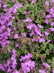 Apis mellifera