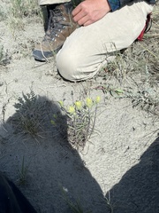 Castilleja pallida yukonis