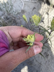 Castilleja pallida yukonis