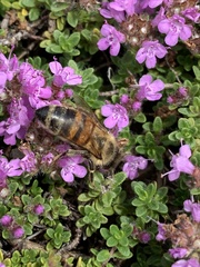 Apis mellifera