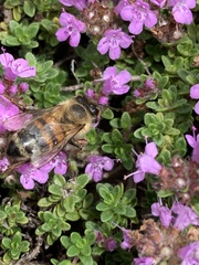 Apis mellifera
