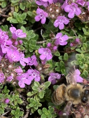Apis mellifera