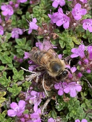 Apis mellifera