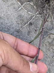 Castilleja pallida yukonis