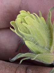 Castilleja pallida yukonis