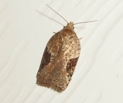 Acleris braunana