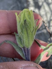 Castilleja pallida yukonis