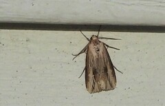 Crambodes talidiformis