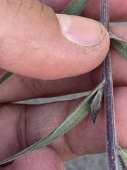 Castilleja pallida yukonis