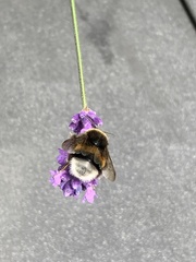 Bombus terrestris
