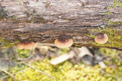 Lentinellus pulvinulus