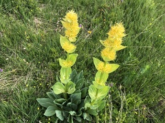 Gentiana lutea vardjanii