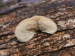 Lentinellus pulvinulus