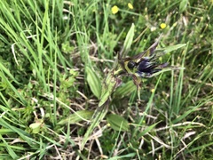 Gentiana purpurea