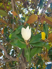 Magnolia grandiflora