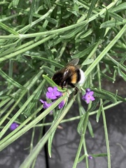 Bombus terrestris