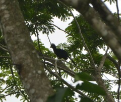 Tauraco macrorhynchus macrorhynchus
