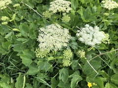 Peucedanum ostruthium