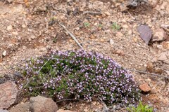 Thymus hyemalis