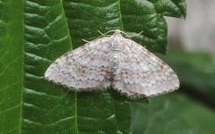 Hydrelia sylvata