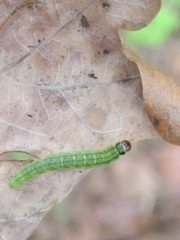 Tortrix viridana