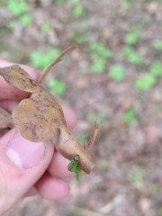 Tortrix viridana