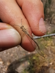 Neuroleon arenarius