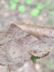 Tortrix viridana