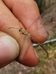 Neuroleon arenarius