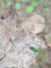 Tortrix viridana