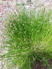 Isolepis setacea