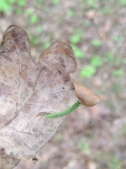 Tortrix viridana