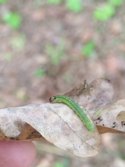 Tortrix viridana
