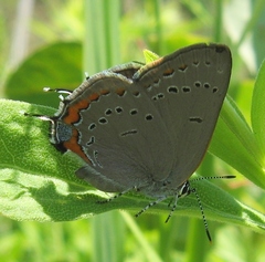 Satyrium acadica